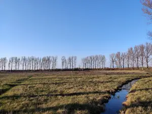 Poiana Narciselor Negrasi