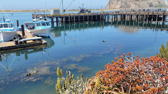 Morro Bay T Pier (Otter Viewing Area)
