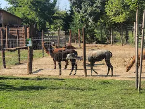 Kisfaludi Vadaspark - ZOO Kisfalud