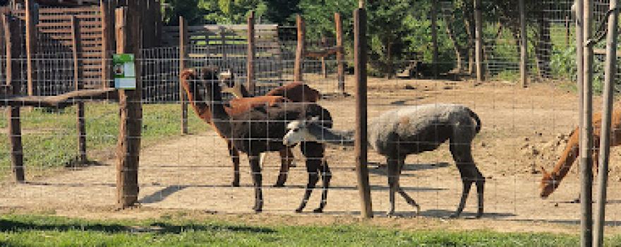 Kisfaludi Vadaspark - ZOO Kisfalud