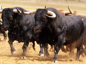 A Campo Abierto