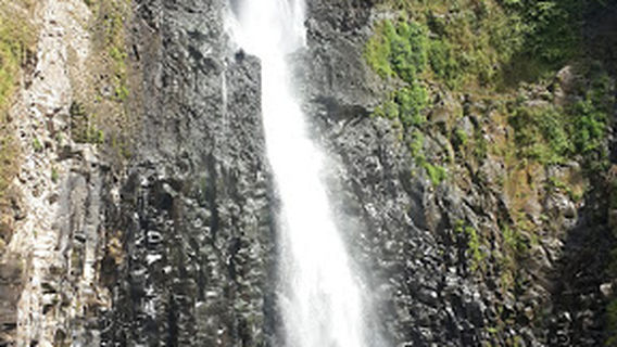 Fauzy sticker malino