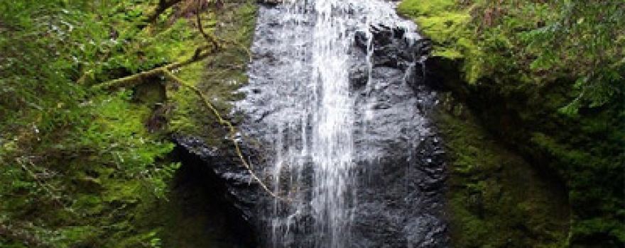Jackson Demonstration State Forest