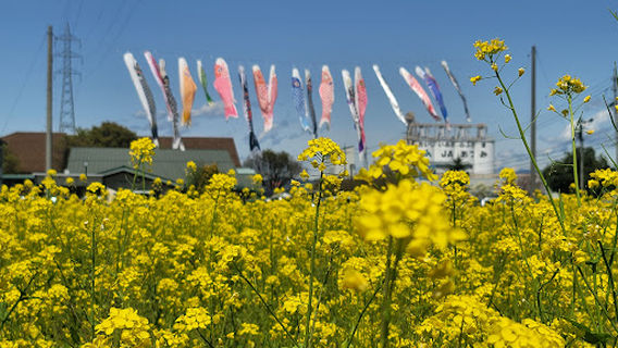 道の駅ほりがねの花畑