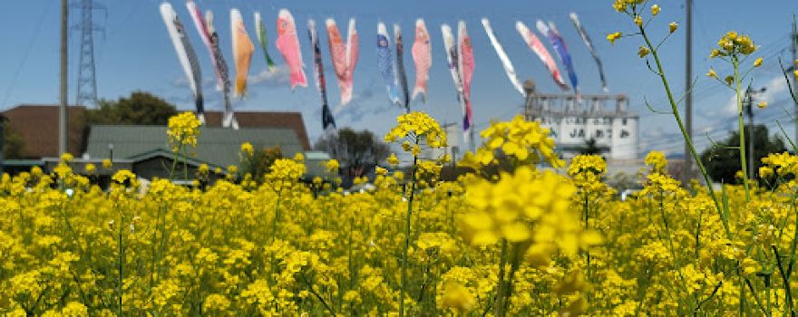 道の駅ほりがねの花畑
