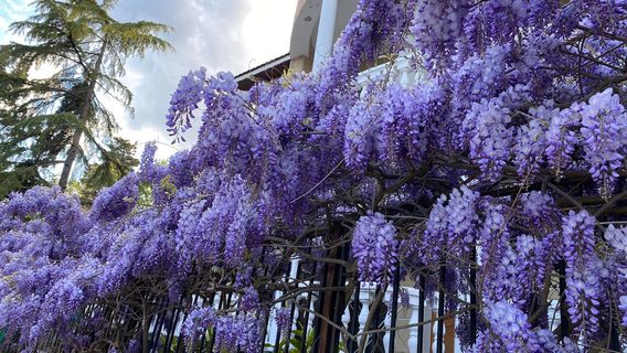 Мисхорский парк