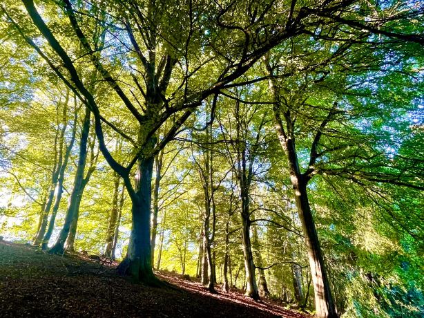The Birks Of Aberfeldy