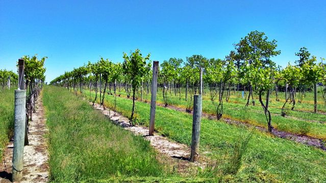 Cayuga Lake Wine Trail