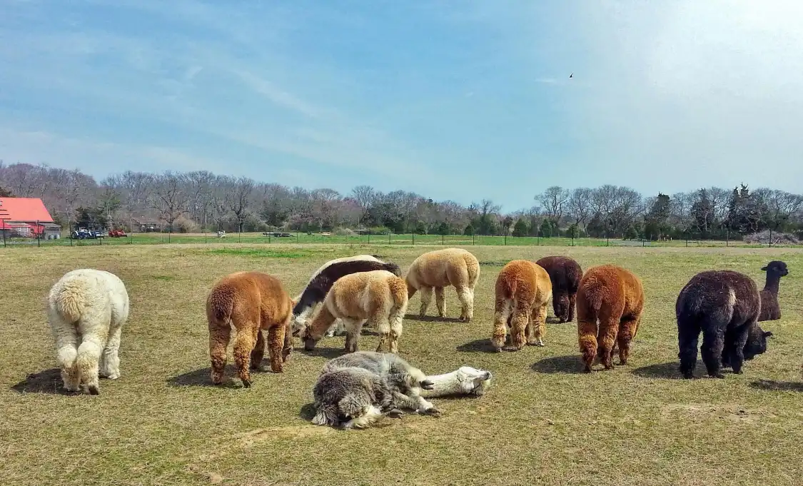 Hotels near Bay Springs Farm Alpacas, LLC