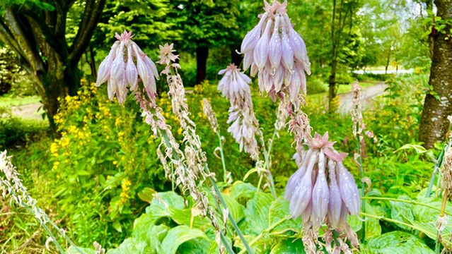 Drumpellier Country Park