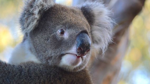 Hanson Bay Wildlife Sanctuary