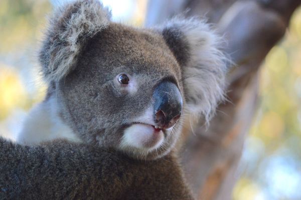 Hanson Bay Wildlife Sanctuary