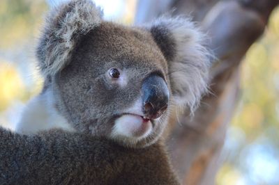 Hanson Bay Wildlife Sanctuary