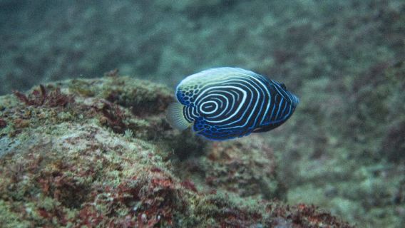 Diving The Crab - Kenya's Best Scuba Diving Centre
