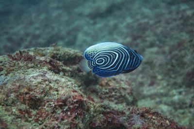 Diving The Crab - Kenya's Best Scuba Diving Centre