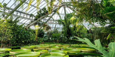 Plantentuin / Jardin Botanique