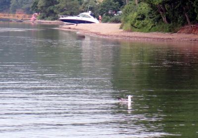 Partizansk