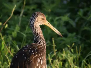Sweetwater Wetlands Park