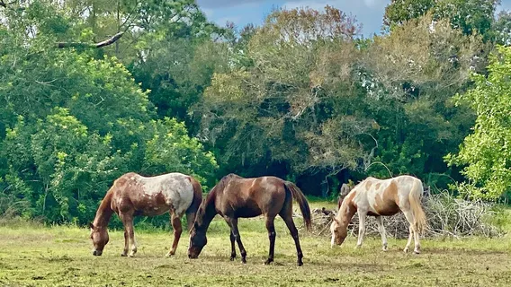 Southern Fresh Farms