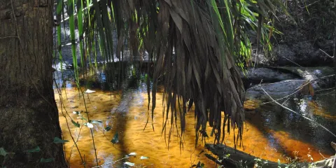 Spring Hammock Preserve