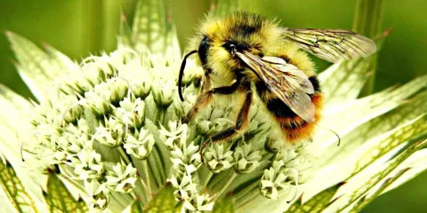 Dart's Hill Garden Park