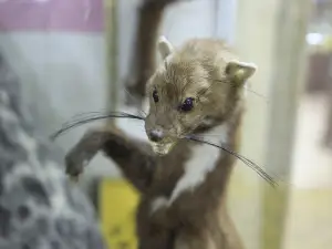 Naturhistorisches Museum der Stadt Isfahan