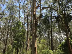 Morwell National Park