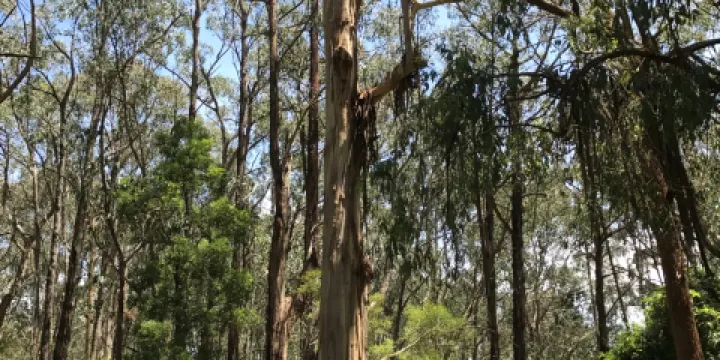 Morwell National Park