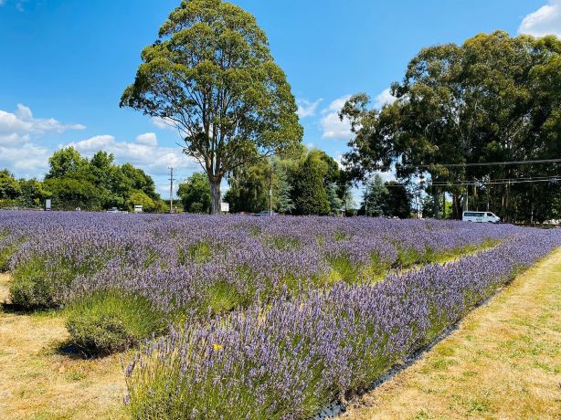 Lavender Backyard Garden