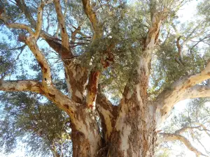 Giant Red Gum Tree.