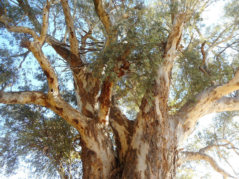 Giant Red Gum Tree.