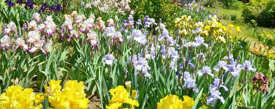Les Iris du Grand Barbu