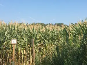 Corn Maze Foucherans