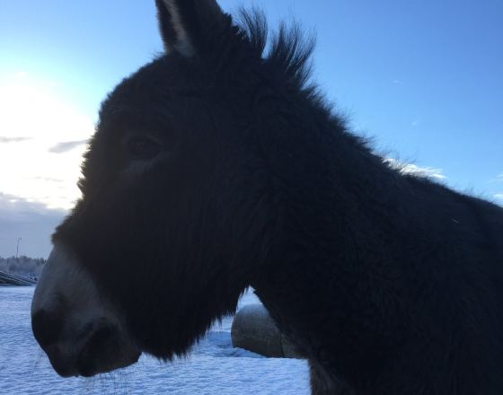 哈帕蘭達 自由行套票