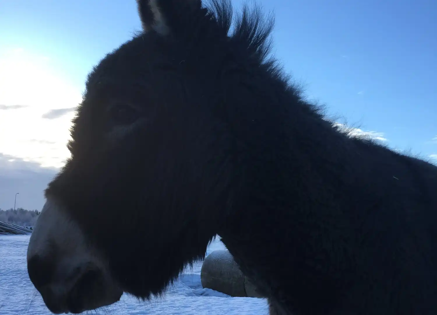鄰近BjorkagArd smAdjurstallet的酒店