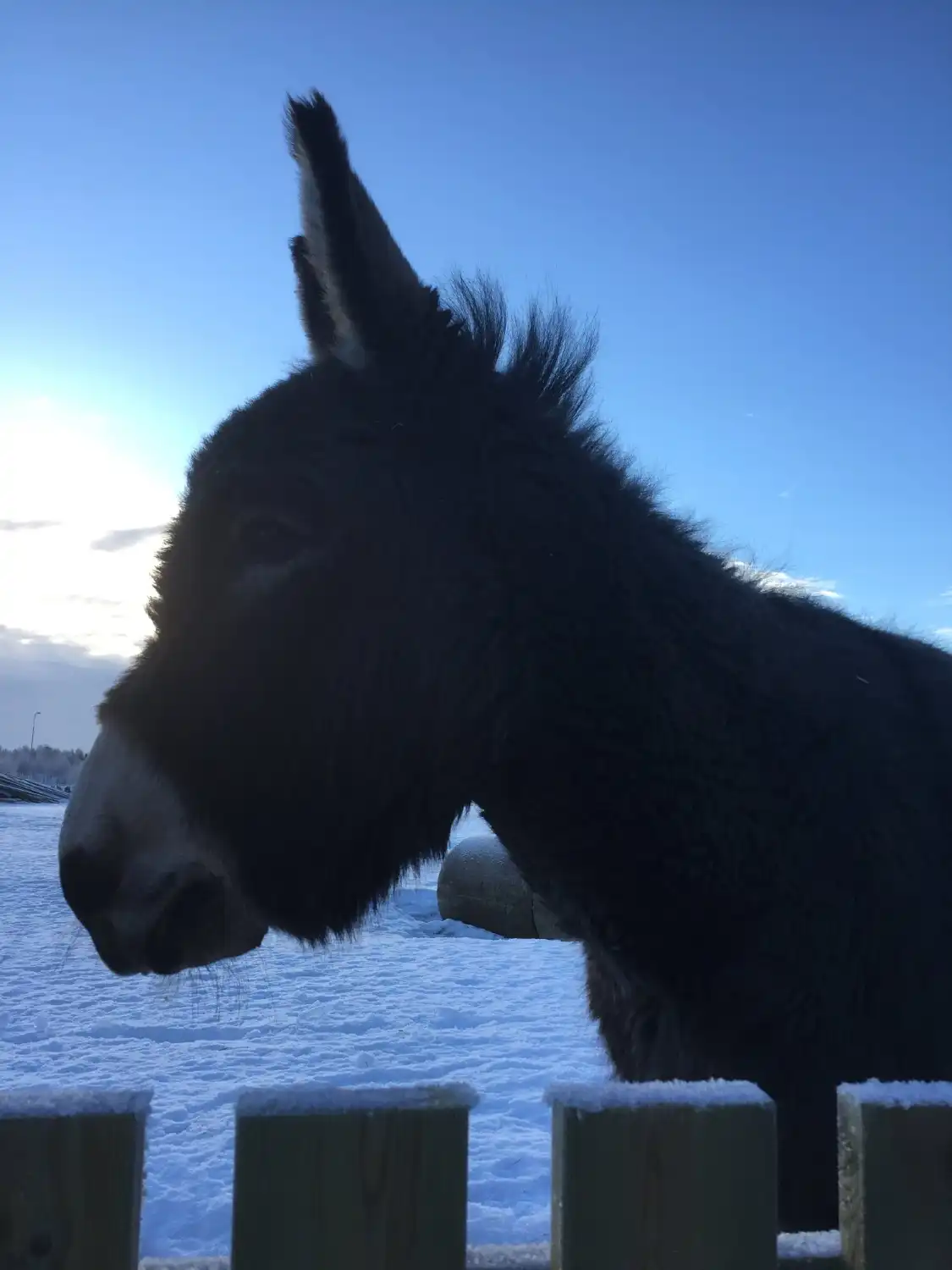 Отели рядом с достопримечательностью «BjorkagArd smAdjurstallet»
