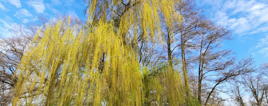 Weijerpark