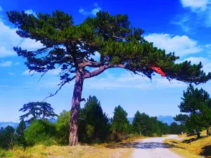 Abdullah Plateau Nature Park