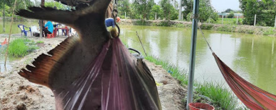 Câu Cá Giải Trí Đức Ngãi 2