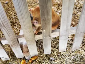 Happy Hollow Family Farms