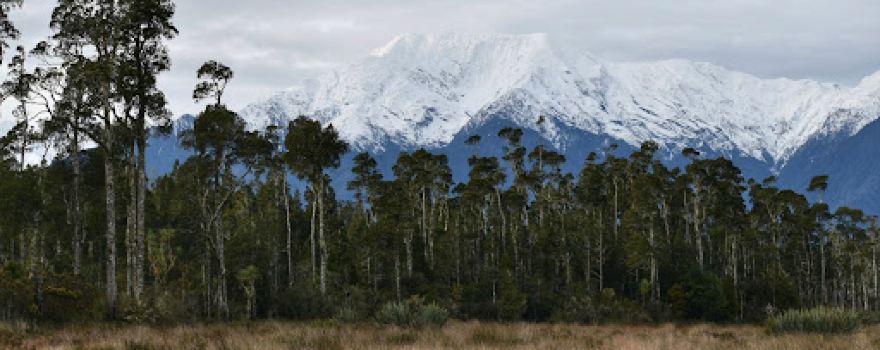 Waitangitāhuna Wetland Walk