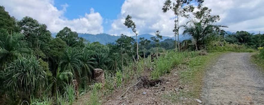 Manduamas baru