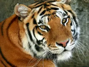 Termez Zoo