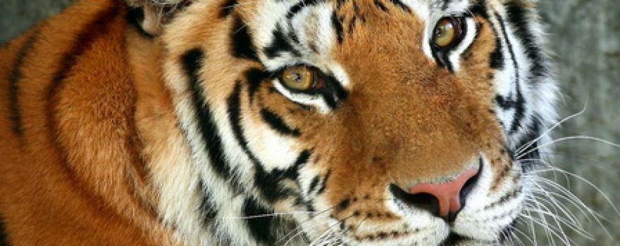 Termez Zoo