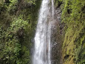 Sendero Oficial Parque National Podocarpus
