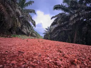 Pt.agro Bukit