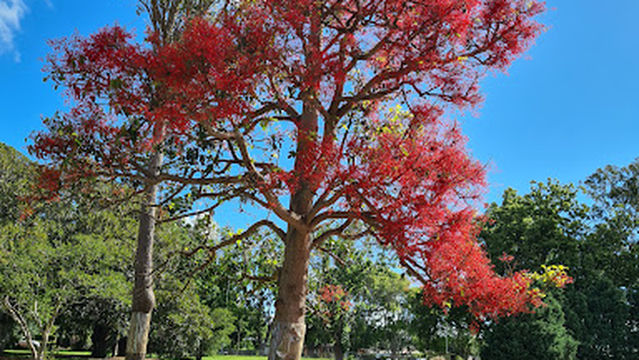 Queensland State Rose Garden