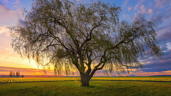 Princess Setah Mosque