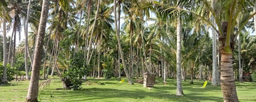 Pantai Tanjung Setia Krui Lampung