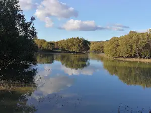 Rawene Mangrove Boardwalk